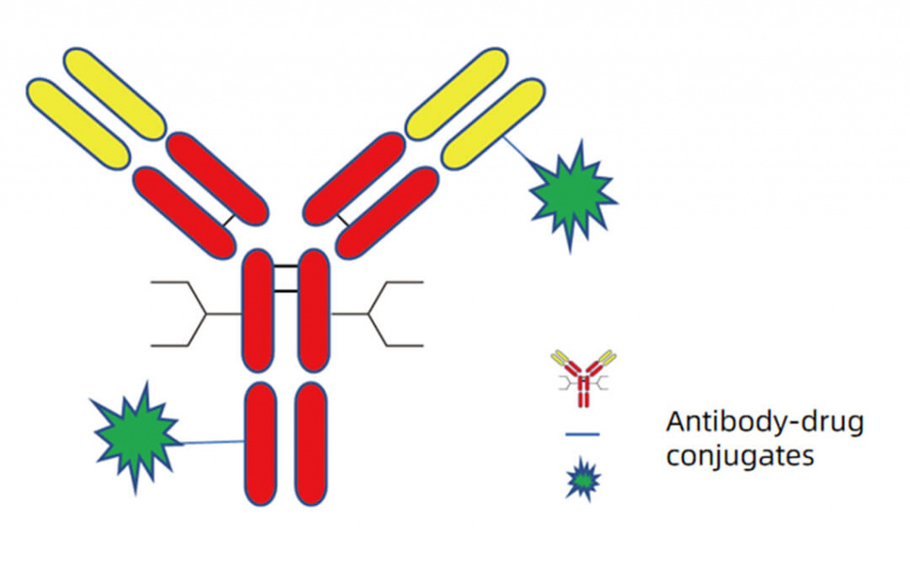 диаграмма структуры конъюгата антитело-лекарственный препарат